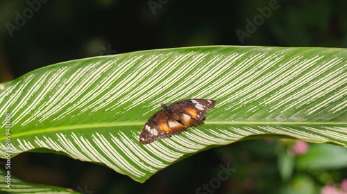Принти на полотні Single Butterfly Resting on a Striped Green Tropical Leaf