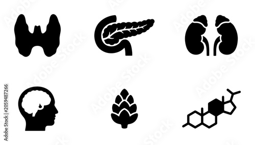 Fotografie Endocrine System Organs and Hormones Icons, Medical Anatomy Vector Set: Thyroid,