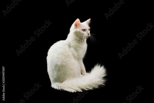 Canvas-taulu Beautiful domestic white cat isolated on black background, elegant portrait of p