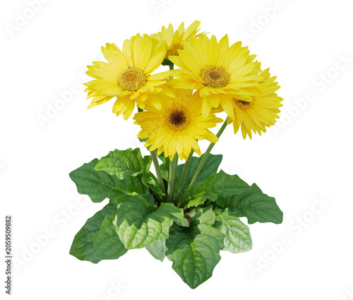 Yellow gerbera daisy flowers bush blooming in nature garden isolated on transparent background