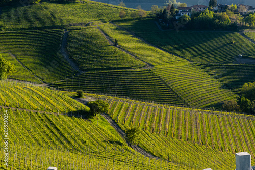 Sunlit vineyard rows flowing across steep green hills with winding farm tracks, long shadows, and textured fields in a cultivated rural landscape - Piedmont, Italy