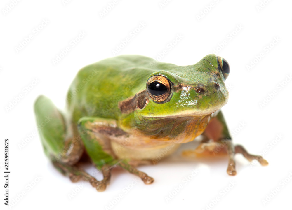 Obraz premium European tree frog