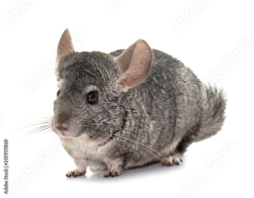 Canvas Print chinchilla in studio