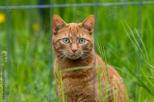 Принти на полотні Oberkörper einer orange Katze frontal auf einer Wiese hinter Gitter sitzend