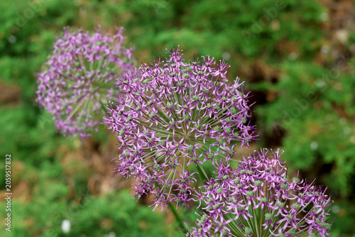 Allium aflatunense