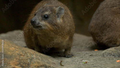 Close-up Portrait of a Rock Hyrax Resting on Rocky Ground
