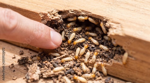 Closeup of termites damaging wooden structure