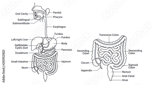 Human digestive system anatomy diagram with organ labels