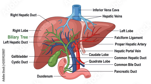 Photos Human liver anatomy diagram with biliary tree and blood vessels