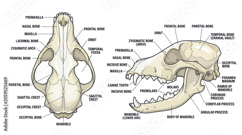 Quadro em tela Labeled anatomy of a canine skull showing dorsal and lateral views
