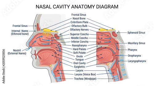 Photography Nasal cavity anatomy diagram with detailed respiratory system labels