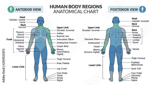 Anatomical chart of human body regions with anterior and posterior views