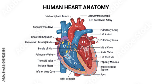 Tableau sur toile Human heart anatomy diagram with labeled internal chambers and flow