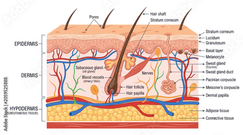 Human skin layers anatomical diagram with detailed labels