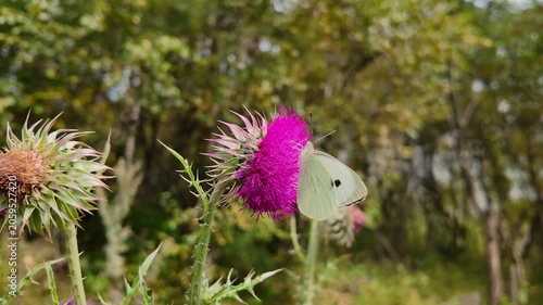 Butterfly on purple flower in nature.