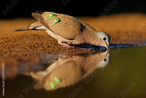 An emerald-spotted wood dove (Turtur chalcospilos) drinking water with reflection, South Africa