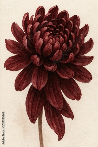 Full blooming crimson chrysanthemum with spiraling petals in watercolor technique