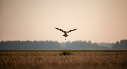 A bird in flight over a vast field during sunset or sunrise with trees in the background