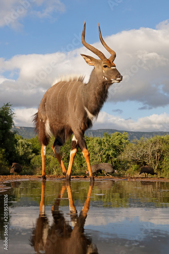 A male Nyala antelope (Tragelaphus angasii) at a waterhole in natural habitat, South Africa