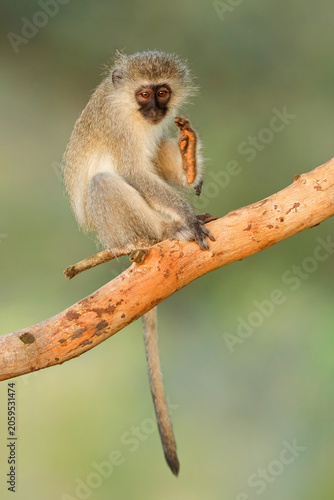 A small vervet monkey (Cercopithecus aethiops) sitting in a tree, South Africa