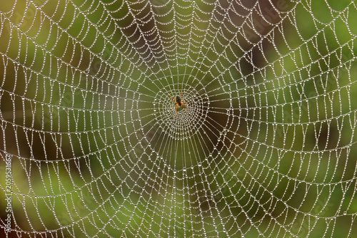 Small spider sitting in its intricate web with dew drops in early morning light