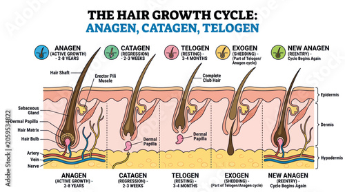 Bild auf Leinwand Medical diagram showing the human hair growth cycle stages