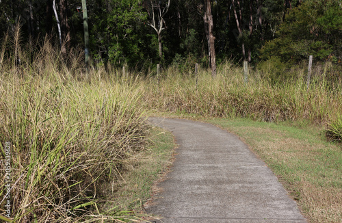 Winding concrete footpath curving through tall wild grass next to dense Australian bushland