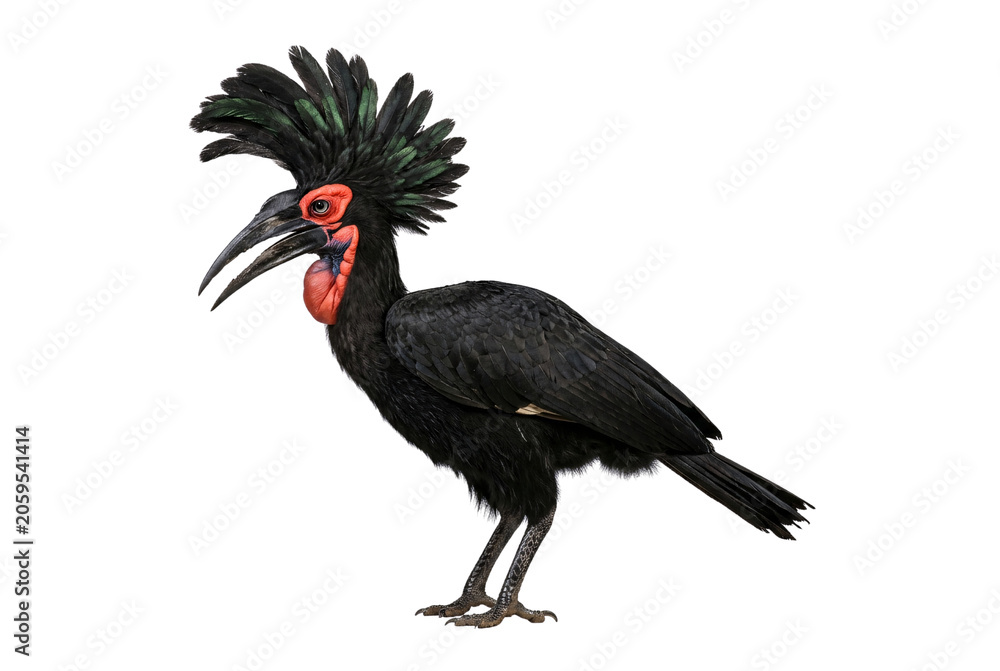 Obraz premium Southern ground hornbill standing in profile with striking iridescent green feather crest, vivid red facial skin, curved black beak, and scaled grey legs.