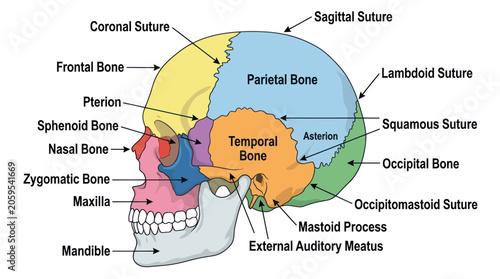 Quadro em tela Anatomical human skull diagram with labeled bones and sutures