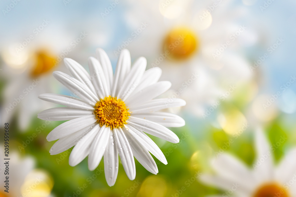 Fototapeta premium White daisy chamomile flower in sunny meadow with soft bokeh spring background. Spring or summer nature scene with blooming daisy in sun flares
