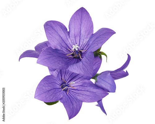Quadro su tela Purple balloon flower, isolated on transparent background with clipping path
