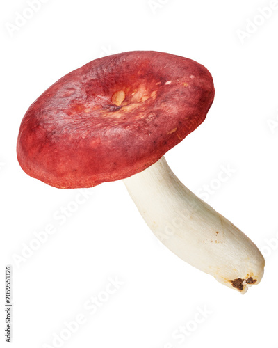 Edible Russula xerampelina mushroom, also known as shrimp mushroom or crab brittlegill, isolated on transparent background with clipping path. Ideal for food, botanical and mycology projects.