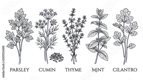 Culinary herbs set with parsley cumin thyme mint and cilantro