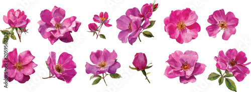 pink  flowers  isolated on white
