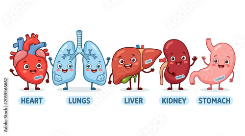 Valokuva Cute cartoon human internal organ characters for health education