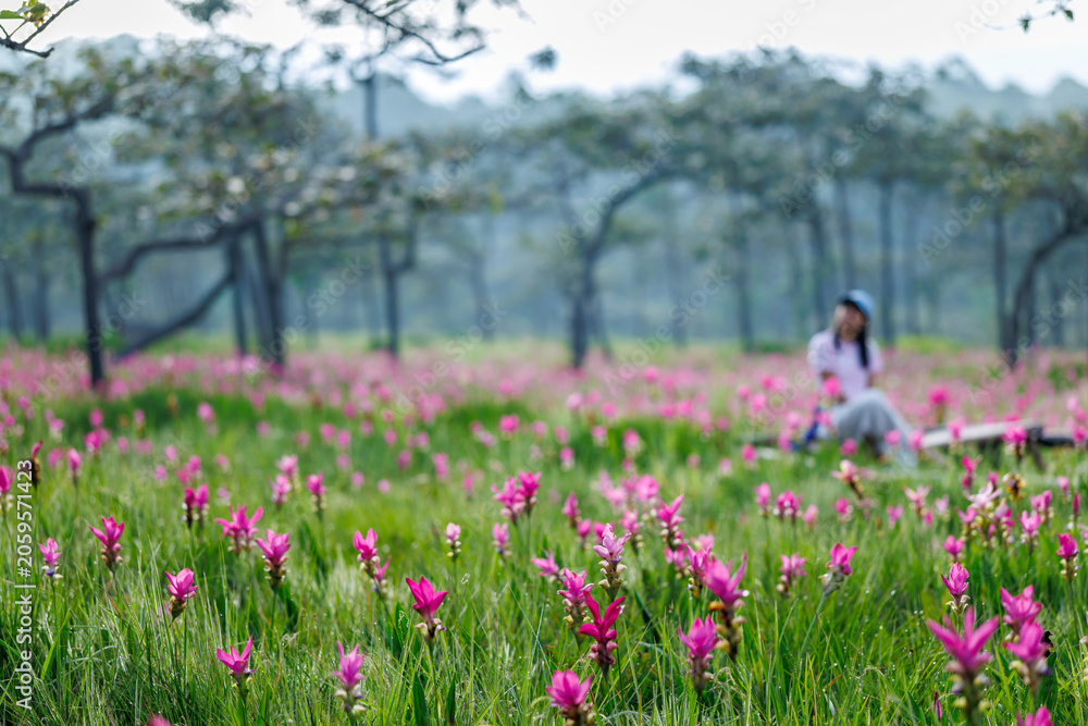 Fototapeta premium A Woman Relaxes Among Blooming Siam Tulip Flowers In The Lush Landscapes Of Chaiyaphum Thailand
