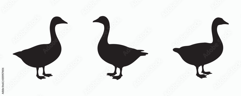 Fototapeta premium Black goose silhouettes in various standing poses, isolated on a light background, ideal for wildlife, farm, hunting, and nature-themed graphic and logo designs.