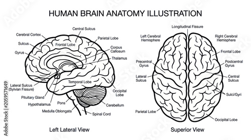 Bild auf Leinwand Labeled human brain anatomy showing lateral and superior views