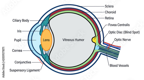 Schilderij op canvas Detailed anatomy of the human eye with internal structure labels