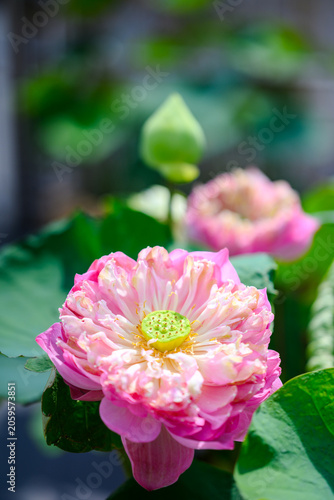 Beautiful blooming pink lotus flower with a green pod inside, surrounded by lush green leaves and a blurred lotus bud background in a pond. Nature and tranquility concept.