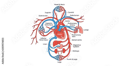 Canvastavla Human circulatory system diagram with heart and major organ vessels