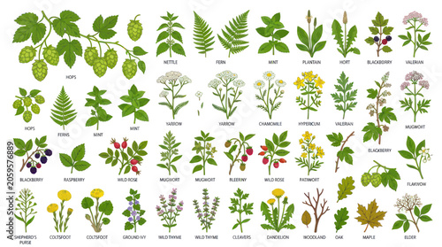 Foto Wild medicinal herbs and botanical plant collection