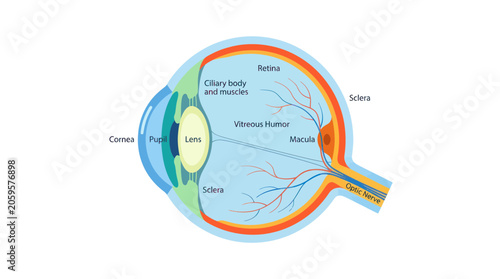 Foto Human eye anatomy diagram with medical labels for education