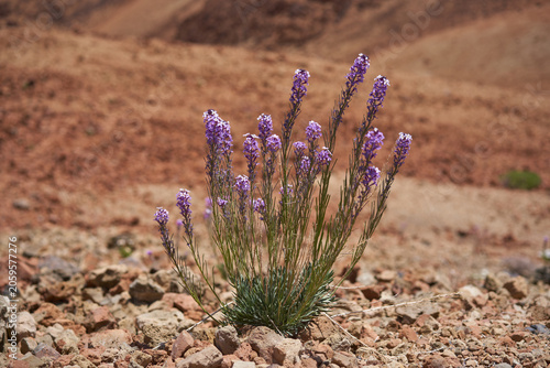 Canvas-taulu Teide wallflower on volcanic terrain
