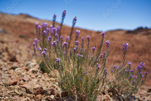 Photos Teide wallflower on volcanic terrain