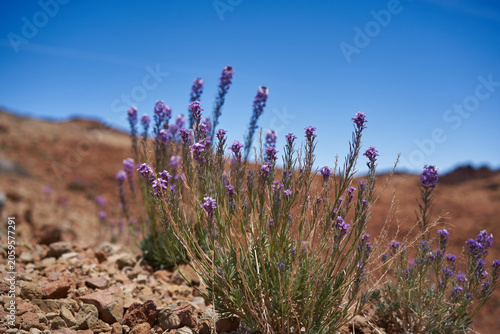 Canvas-taulu Teide wallflower on volcanic terrain