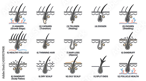 Bild auf Leinwand Hair follicle growth cycle stages and scalp health infographic