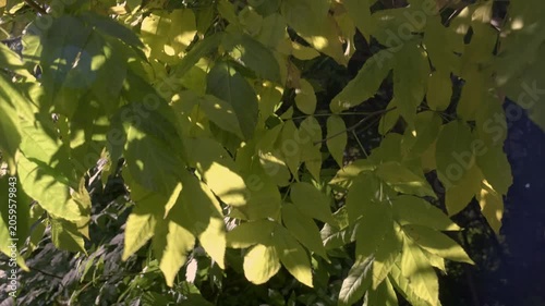 Natural background with translucent leaves and shadows on a summer day