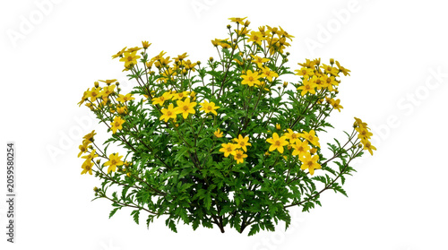 Small bush with bright yellow flowers and green leaves for garden decoration isolated on transparent background