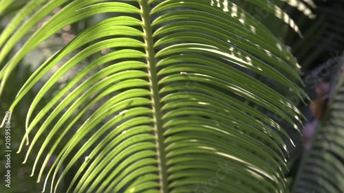 Close-up of a green palm leaf illuminated by the sun